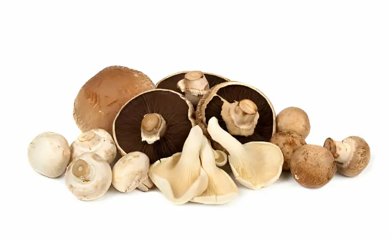 Recetas con hongos: Variedad de hongos comestibles
